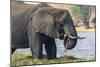 Botswana. Chobe National Park. Elephant Grazing on an Island in the Chobe River-Inger Hogstrom-Mounted Photographic Print