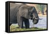 Botswana. Chobe National Park. Elephant Grazing on an Island in the Chobe River-Inger Hogstrom-Framed Stretched Canvas