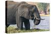 Botswana. Chobe National Park. Elephant Grazing on an Island in the Chobe River-Inger Hogstrom-Stretched Canvas