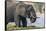 Botswana. Chobe National Park. Elephant Grazing on an Island in the Chobe River-Inger Hogstrom-Framed Stretched Canvas