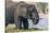 Botswana. Chobe National Park. Elephant Grazing on an Island in the Chobe River-Inger Hogstrom-Stretched Canvas