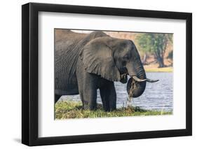 Botswana. Chobe National Park. Elephant Grazing on an Island in the Chobe River-Inger Hogstrom-Framed Photographic Print