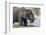 Botswana. Chobe National Park. Elephant Grazing on an Island in the Chobe River-Inger Hogstrom-Framed Photographic Print