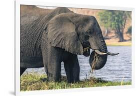 Botswana. Chobe National Park. Elephant Grazing on an Island in the Chobe River-Inger Hogstrom-Framed Photographic Print