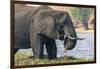 Botswana. Chobe National Park. Elephant Grazing on an Island in the Chobe River-Inger Hogstrom-Framed Photographic Print
