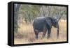 Botswana. Chobe National Park. Elephant in Dry Grass-Inger Hogstrom-Framed Stretched Canvas