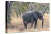 Botswana. Chobe National Park. Elephant in Dry Grass-Inger Hogstrom-Stretched Canvas