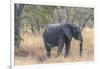 Botswana. Chobe National Park. Elephant in Dry Grass-Inger Hogstrom-Framed Premium Photographic Print