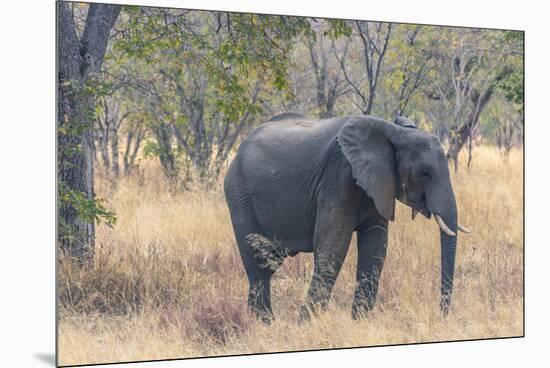 Botswana. Chobe National Park. Elephant in Dry Grass-Inger Hogstrom-Mounted Premium Photographic Print