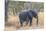 Botswana. Chobe National Park. Elephant in Dry Grass-Inger Hogstrom-Mounted Premium Photographic Print