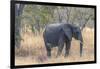 Botswana. Chobe National Park. Elephant in Dry Grass-Inger Hogstrom-Framed Premium Photographic Print