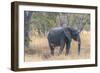 Botswana. Chobe National Park. Elephant in Dry Grass-Inger Hogstrom-Framed Photographic Print