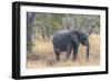 Botswana. Chobe National Park. Elephant in Dry Grass-Inger Hogstrom-Framed Photographic Print