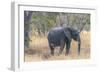 Botswana. Chobe National Park. Elephant in Dry Grass-Inger Hogstrom-Framed Photographic Print