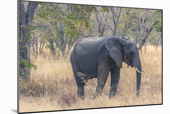 Botswana. Chobe National Park. Elephant in Dry Grass-Inger Hogstrom-Mounted Photographic Print