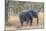 Botswana. Chobe National Park. Elephant in Dry Grass-Inger Hogstrom-Mounted Photographic Print