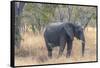 Botswana. Chobe National Park. Elephant in Dry Grass-Inger Hogstrom-Framed Stretched Canvas
