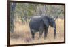 Botswana. Chobe National Park. Elephant in Dry Grass-Inger Hogstrom-Framed Photographic Print