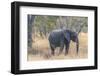 Botswana. Chobe National Park. Elephant in Dry Grass-Inger Hogstrom-Framed Photographic Print