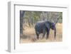 Botswana. Chobe National Park. Elephant in Dry Grass-Inger Hogstrom-Framed Photographic Print