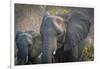 Botswana. Chobe National Park. Elephant. Mother and Calf-Inger Hogstrom-Framed Photographic Print