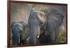 Botswana. Chobe National Park. Elephant. Mother and Calf-Inger Hogstrom-Framed Photographic Print