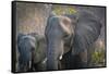 Botswana. Chobe National Park. Elephant. Mother and Calf-Inger Hogstrom-Framed Stretched Canvas