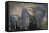 Botswana. Chobe National Park. Elephant. Mother and Calf-Inger Hogstrom-Framed Stretched Canvas