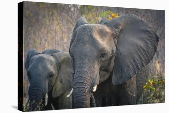 Botswana. Chobe National Park. Elephant. Mother and Calf-Inger Hogstrom-Stretched Canvas