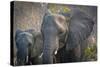 Botswana. Chobe National Park. Elephant. Mother and Calf-Inger Hogstrom-Stretched Canvas