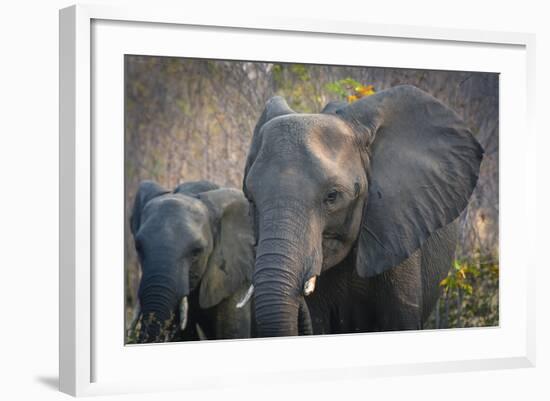 Botswana. Chobe National Park. Elephant. Mother and Calf-Inger Hogstrom-Framed Photographic Print