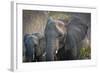 Botswana. Chobe National Park. Elephant. Mother and Calf-Inger Hogstrom-Framed Photographic Print