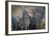 Botswana. Chobe National Park. Elephant. Mother and Calf-Inger Hogstrom-Framed Photographic Print