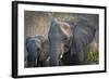 Botswana. Chobe National Park. Elephant. Mother and Calf-Inger Hogstrom-Framed Photographic Print