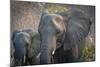 Botswana. Chobe National Park. Elephant. Mother and Calf-Inger Hogstrom-Mounted Photographic Print