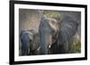 Botswana. Chobe National Park. Elephant. Mother and Calf-Inger Hogstrom-Framed Photographic Print