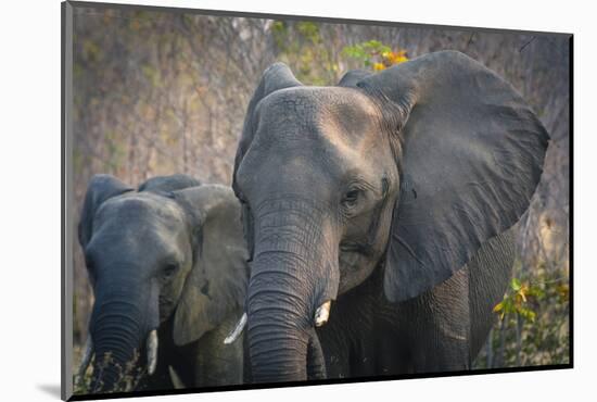 Botswana. Chobe National Park. Elephant. Mother and Calf-Inger Hogstrom-Mounted Photographic Print