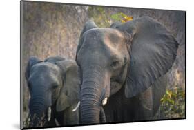 Botswana. Chobe National Park. Elephant. Mother and Calf-Inger Hogstrom-Mounted Photographic Print