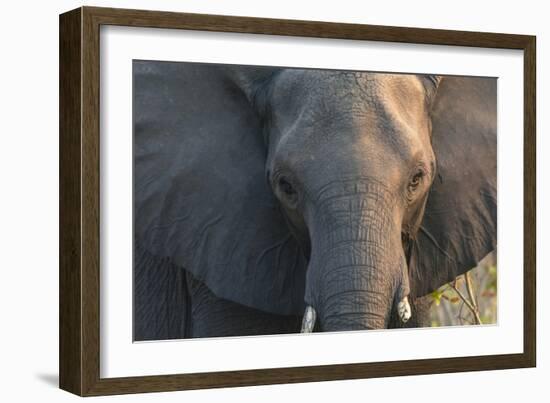 Botswana. Chobe National Park. Elephant-Inger Hogstrom-Framed Photographic Print