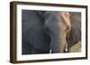 Botswana. Chobe National Park. Elephant-Inger Hogstrom-Framed Photographic Print