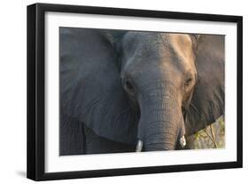 Botswana. Chobe National Park. Elephant-Inger Hogstrom-Framed Photographic Print