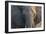 Botswana. Chobe National Park. Elephant-Inger Hogstrom-Framed Photographic Print