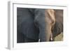 Botswana. Chobe National Park. Elephant-Inger Hogstrom-Framed Photographic Print