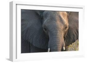 Botswana. Chobe National Park. Elephant-Inger Hogstrom-Framed Photographic Print