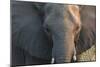 Botswana. Chobe National Park. Elephant-Inger Hogstrom-Mounted Photographic Print