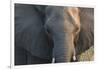 Botswana. Chobe National Park. Elephant-Inger Hogstrom-Framed Photographic Print