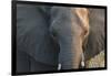 Botswana. Chobe National Park. Elephant-Inger Hogstrom-Framed Photographic Print