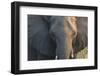 Botswana. Chobe National Park. Elephant-Inger Hogstrom-Framed Photographic Print