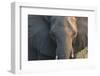 Botswana. Chobe National Park. Elephant-Inger Hogstrom-Framed Photographic Print