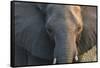 Botswana. Chobe National Park. Elephant-Inger Hogstrom-Framed Stretched Canvas